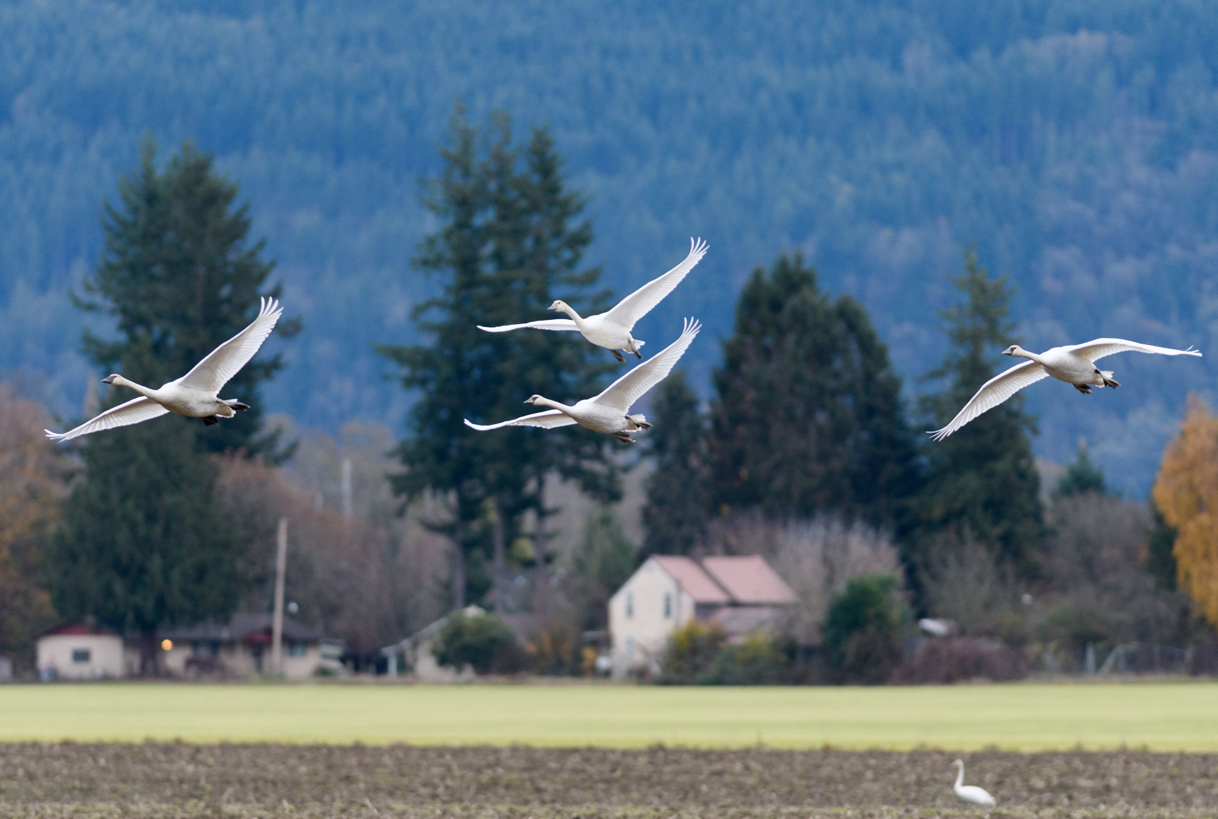 Trumpter Swans